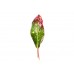 Cordyline Leaves - Aron Red Ti